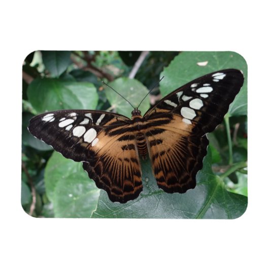 Butterfly Magnet (Horizontal)