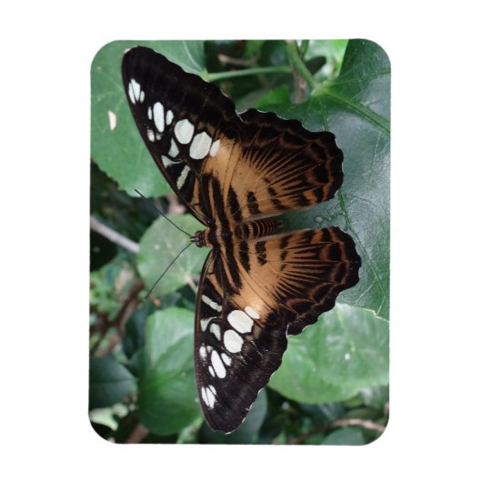 Butterfly Magnet (Vertikal)