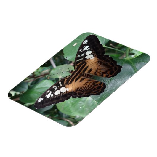 Butterfly Magnet (Linke Seite)