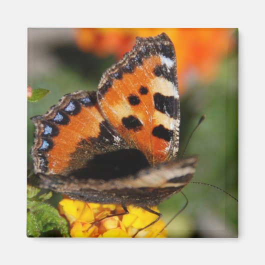 Butterfly Magnet (Vorne)