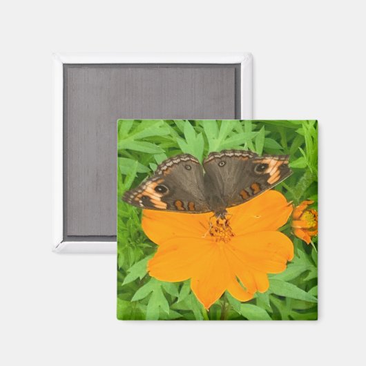 Butterfly Magnet (Vorderseite/Rückseite)