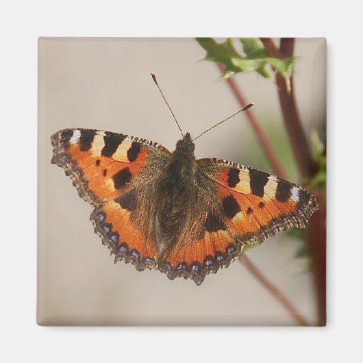 Butterfly Magnet (Vorne)