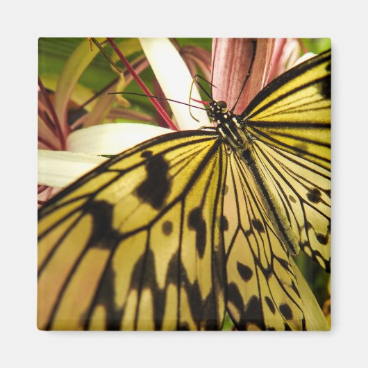 Butterfly Magnet (Vorne)