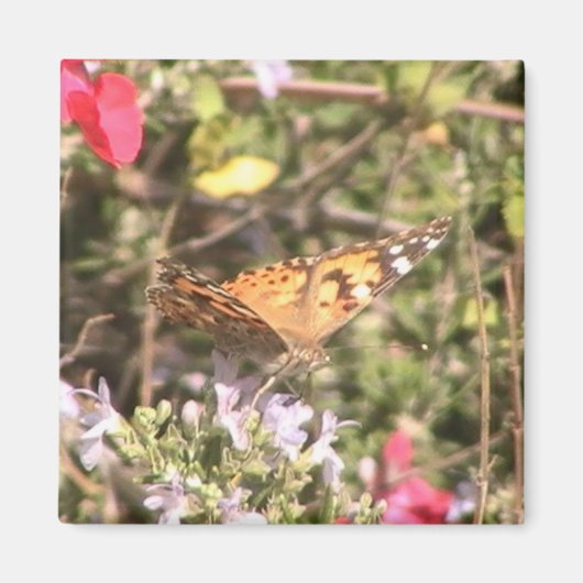 Butterfly Magnet (Vorne)