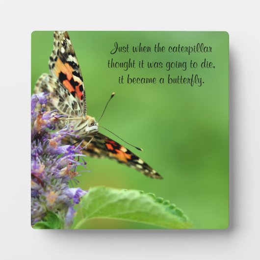 Butterfly-Metamorphose Fotoplatte (Vorderseite)