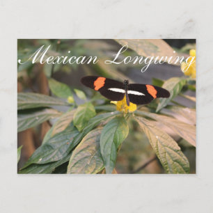 Butterfly Mexicanischer Langling # 1 Postkarte