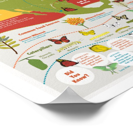 Butterfly Migration Poster (Ecke)