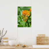 Butterfly Milkweed Blume und Foliage Poster (Küche)