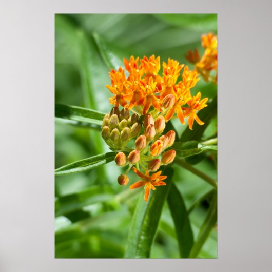 Butterfly Milkweed Blume und Foliage Poster (Vorne)