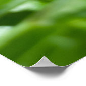 Butterfly Milkweed Blume und Foliage Poster (Ecke)