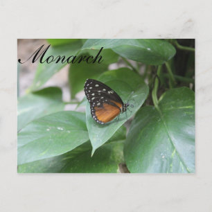 Butterfly Monarch # 3 Postkarte