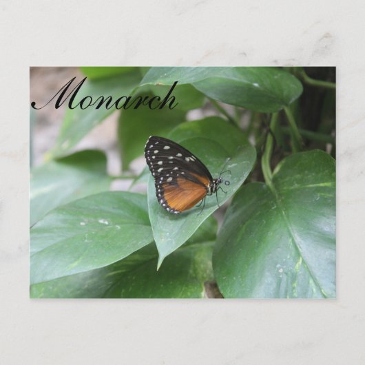 Butterfly Monarch # 3 Postkarte (Vorderseite)
