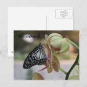 Butterfly Monarch # 4 Postkarte (Vorne/Hinten)