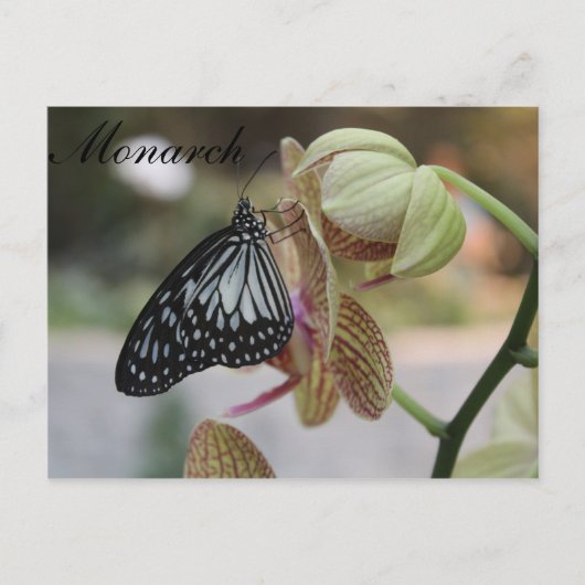 Butterfly Monarch # 4 Postkarte (Vorderseite)