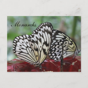 Butterfly Monarch # 5 Postkarte