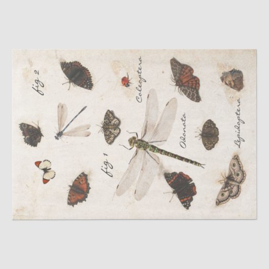 Butterfly Moth Dragonfly Ladybug Insect Parchment Seidenpapier (Vorderseite)