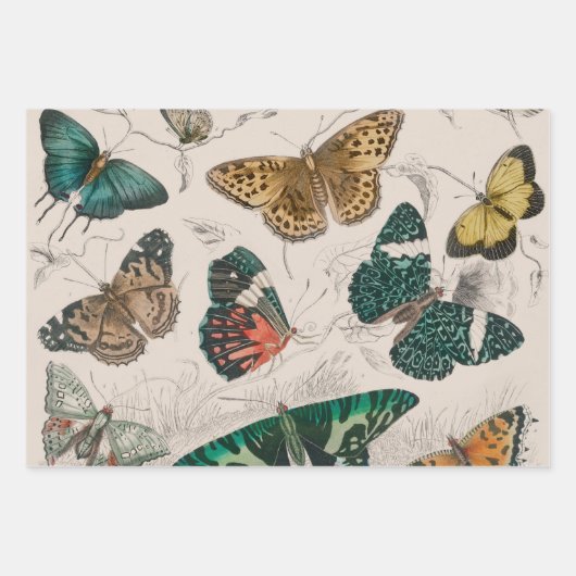 Butterfly Moth Nature Collection Zeichnend Geschenkpapier Set (Vorderseite 3)