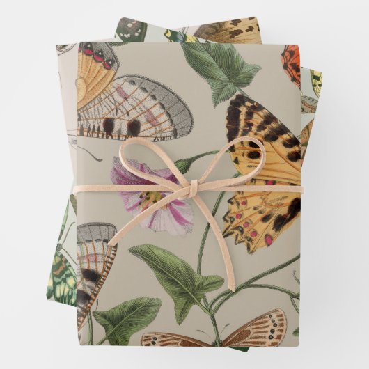 Butterfly Moth Nature Collection Zeichnend Geschenkpapier Set (Beispiel)