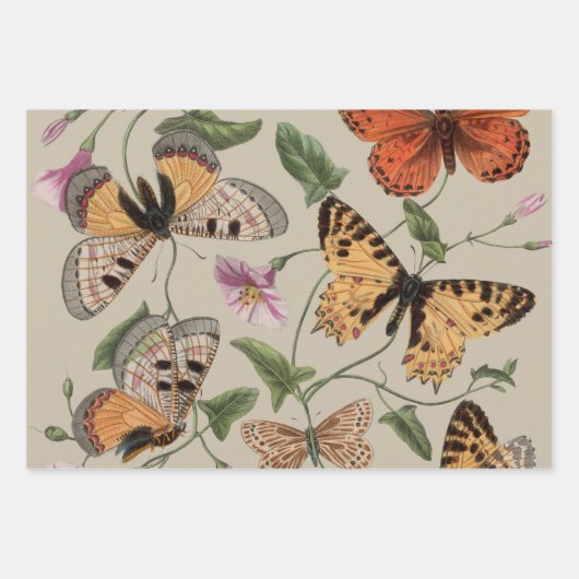Butterfly Moth Nature Collection Zeichnend Geschenkpapier Set (Vorderseite)
