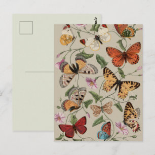Butterfly Moth Nature Collection Zeichnend Postkarte