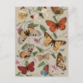 Butterfly Moth Nature Collection Zeichnend Postkarte (Vorderseite)