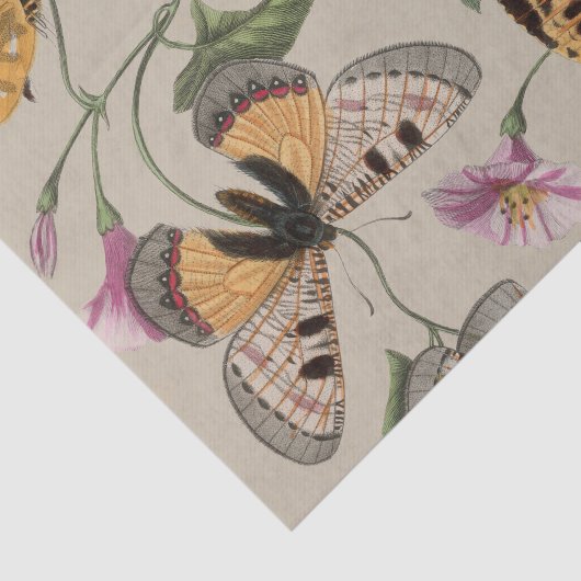 Butterfly Moth Nature Collection Zeichnend Seidenpapier (Ausschnitt)