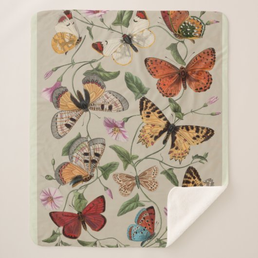 Butterfly Moth Nature Collection Zeichnend Sherpadecke (Vorderseite)