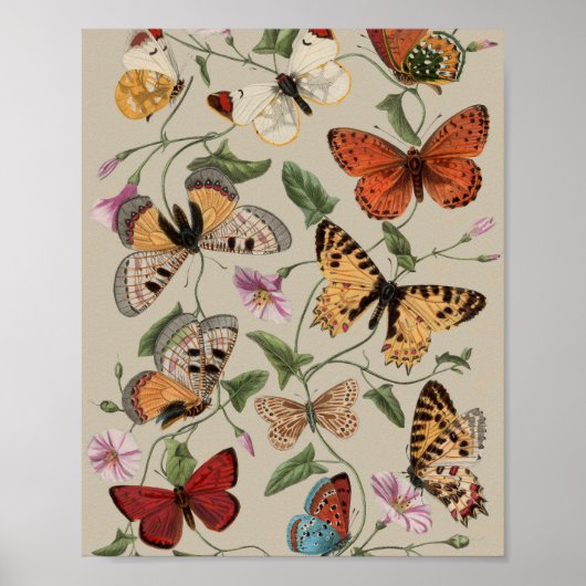 Butterfly Moth Nature Zeichnend antikes Aquarell Poster (Vorne)