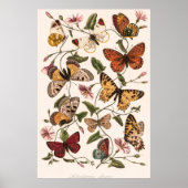 Butterfly & Moth von Paul Gervais Poster (Vorne)