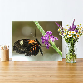 Butterfly Nah-up auf Verbena Blume Fotodruck
