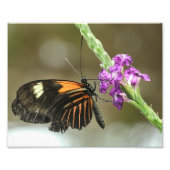 Butterfly Nah-up auf Verbena Blume Fotodruck (Vorne)