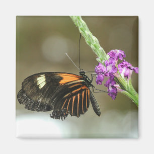Butterfly Nah-up auf Verbena Blume Magnet
