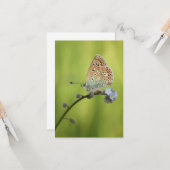 Butterfly Nature Foto Karte (Vorderseite/Rückseite Beispiel)