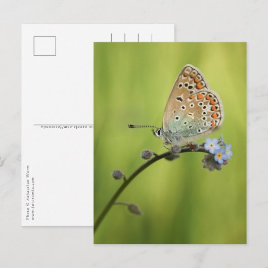 Butterfly Nature Foto Postkarte (Vorne/Hinten)