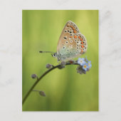 Butterfly Nature Foto Postkarte (Vorderseite)
