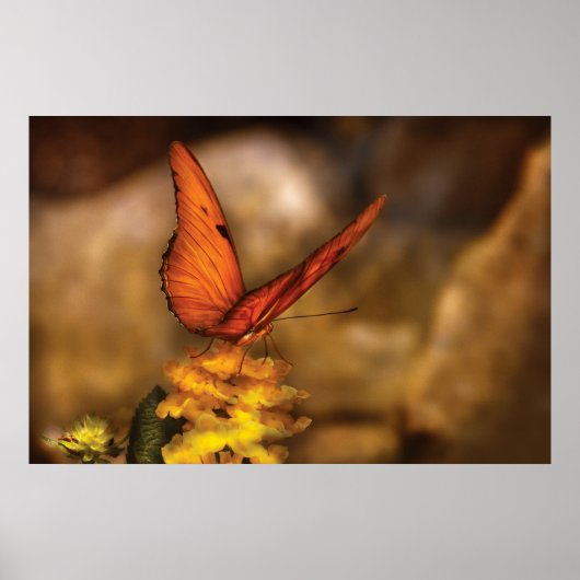 Butterfly - Nur ein bisschen Orange Poster (Vorne)