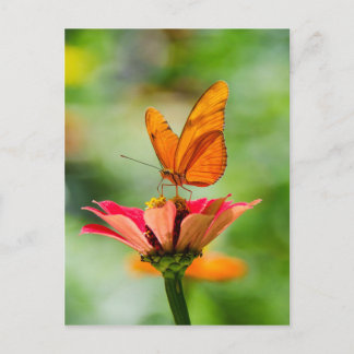 Butterfly on a Flower Postkarte
