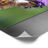 Butterfly On Aster Blume teilweise Farbe Poster (Ecke)