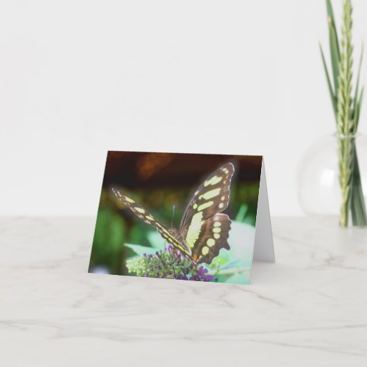 Butterfly On Flower Nature Photography (Vorderseite)