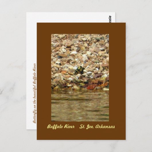 Butterfly on the Buffalo Postkarte (Vorne/Hinten)