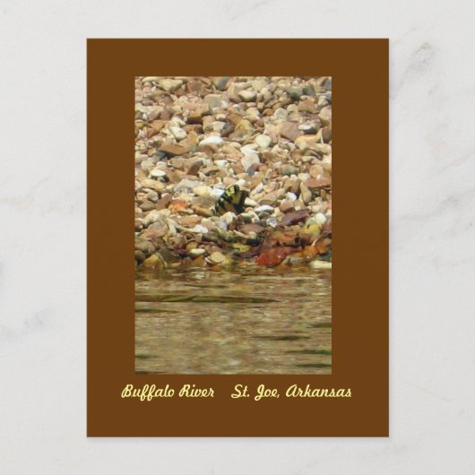 Butterfly on the Buffalo Postkarte (Vorderseite)