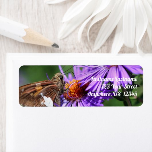 Butterfly On Wild Lila Aster Blume (Insitu)