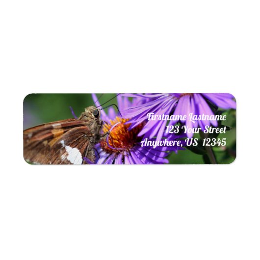 Butterfly On Wild Lila Aster Blume (Vorne)