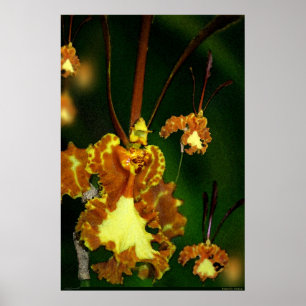 Butterfly Orchid Art Poster - 24x36 - andere Größe