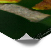 Butterfly Orchid Poster -24x36 -andere Größen auch (Ecke)