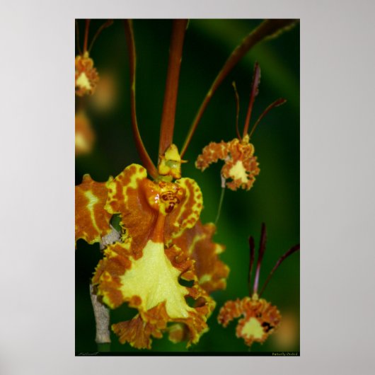 Butterfly Orchid Poster -24x36 -andere Größen auch (Vorne)