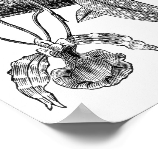 Butterfly-Orchidee Poster (Ecke)