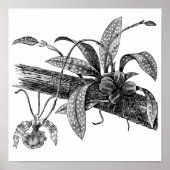 Butterfly-Orchidee Poster (Vorne)