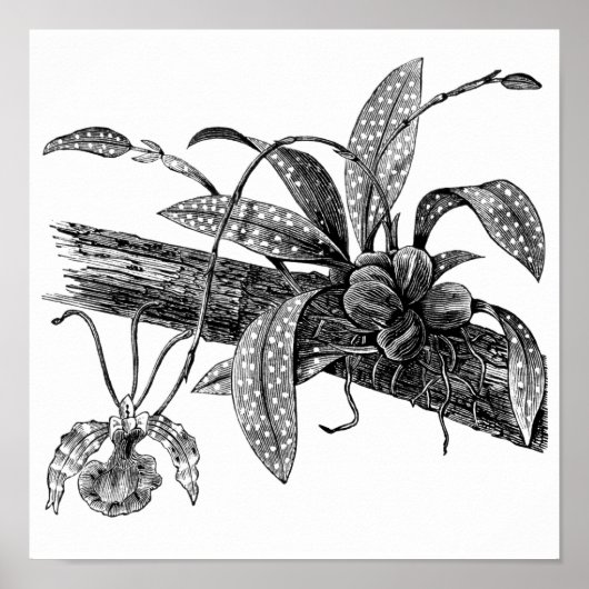 Butterfly-Orchidee Poster (Vorne)