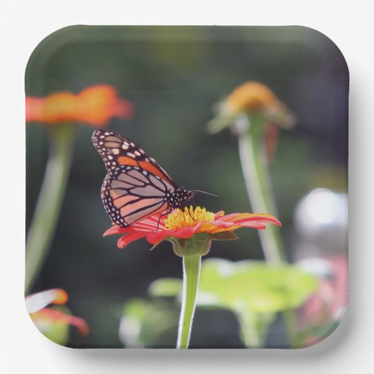 Butterfly Paper Teller (Vorderseite)